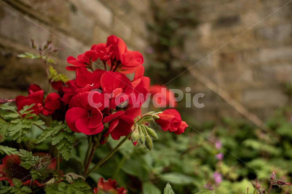 빨간꽃,꽃,자연,flower,redflower