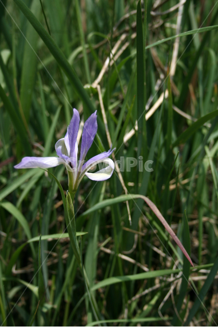 식물,flower,꽃,타래붓꽃,붓꽃,보라,보라색,식물,자연,plants,nature,꽃,flower