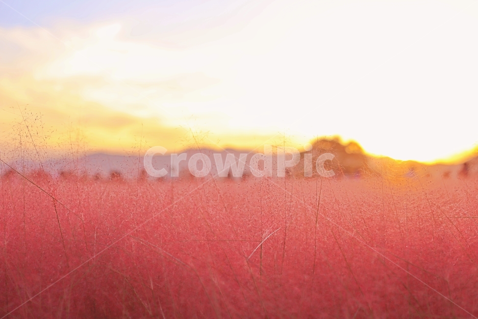 핑크뮬리,가을,노을,풍경,감성,nature,자연,경주,해질녘,가을,계절,fall,autumn,season,자연,풍경,nature,landscape