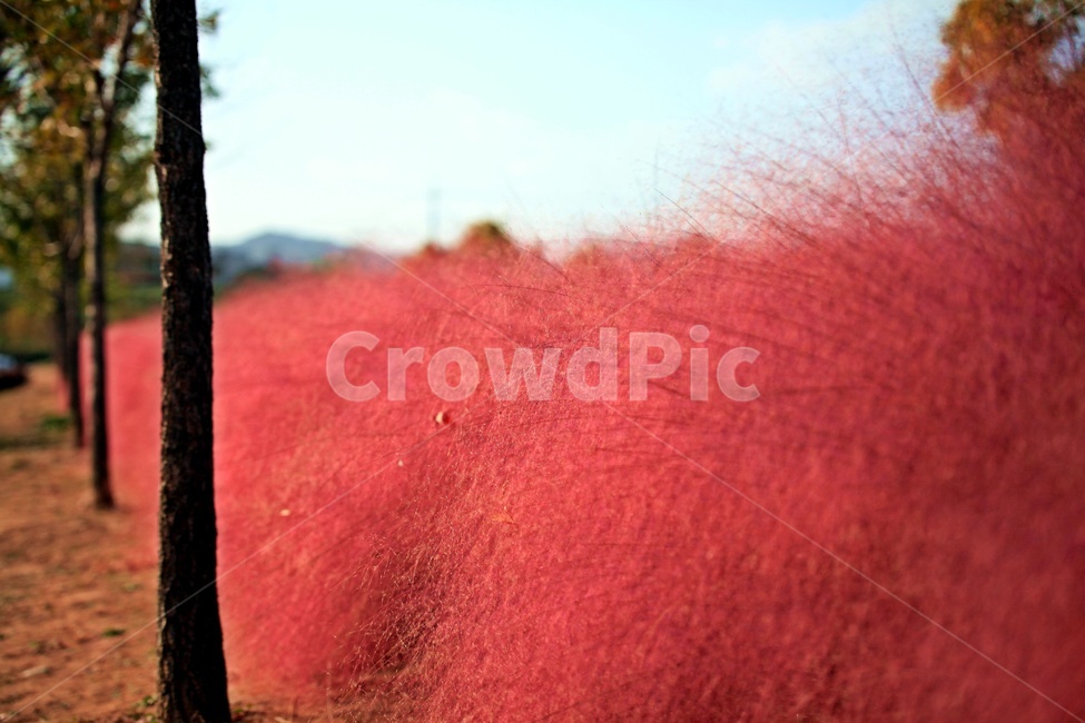 핑크뮬리,공원,자연,갈대,나무,가을,계절,fall,autumn,season,식물,자연,plants,nature