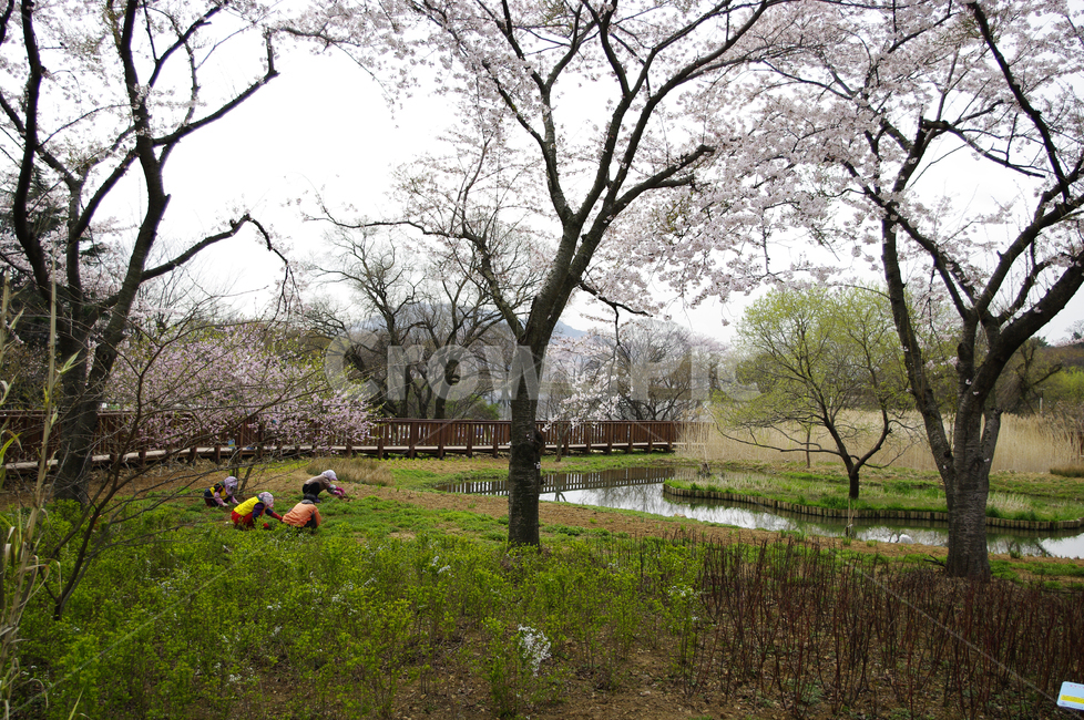 봄,봄꽃,나무,식물,공원,벚꽃,봄,계절,spring,season,자연,풍경,nature,landscape,사람들,대중,군중,other people,crowd,plant,tree
