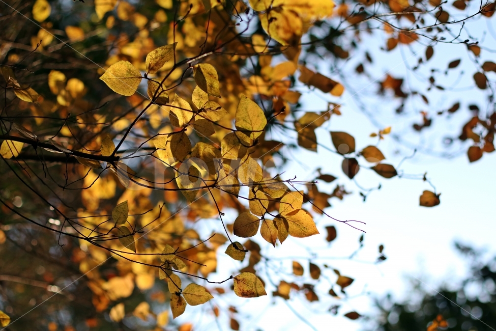 나뭇잎,나무,가을,노란,정원,풍경,선서한,날씨,하늘,가을,계절,fall,autumn,season,식물,자연,plants,nature,plant,leaf,잎