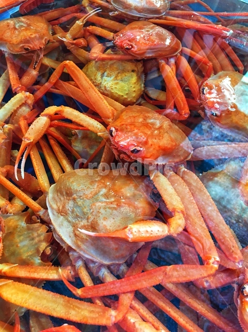 food,음식,seafood,해물,sealife,해양생물,animal,동물,lobster,랍스터,홍게