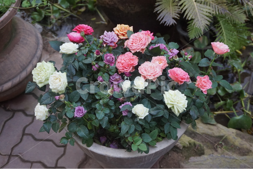 장미,꽃,rose,접사,자연,식물,미니장미,화분,꽃화분,flower,꽃,flower,실내용화초,화분,화초,house plant
