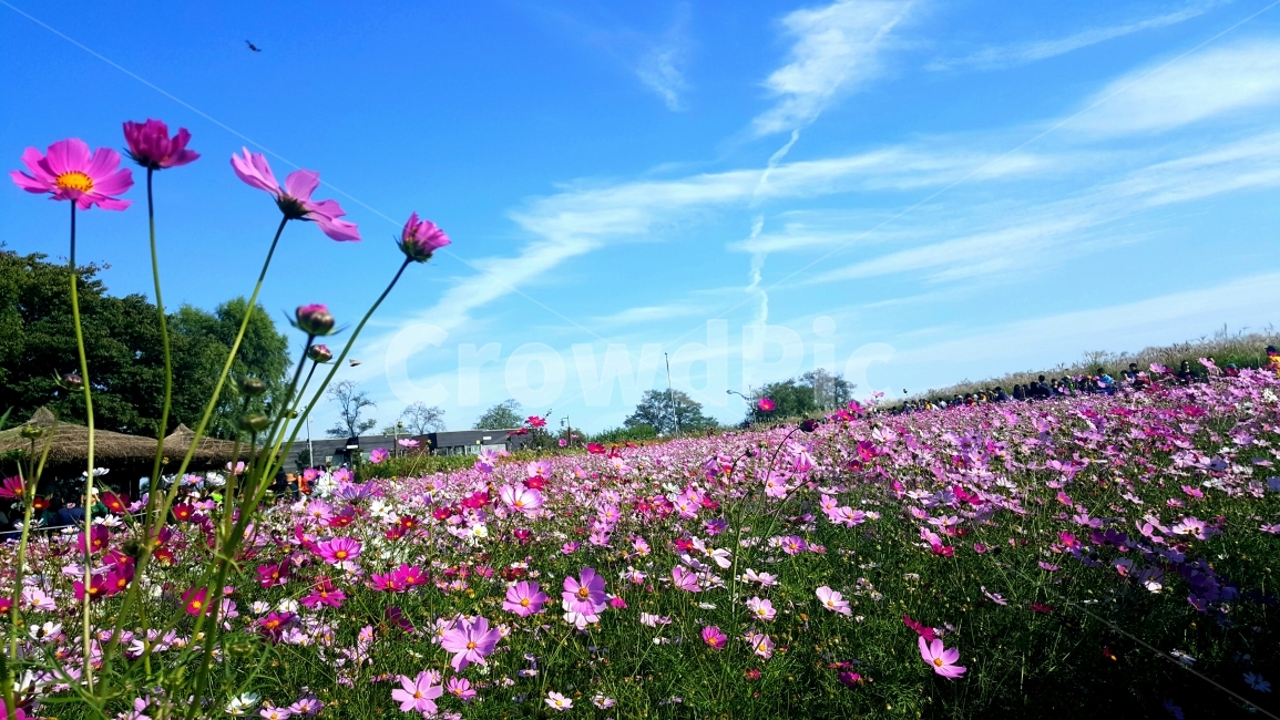 꽃,코스모스,분홍색,하늘,꽃밭,하늘공원,가을,계절,fall,autumn,season,자연,풍경,nature,landscape,식물,plants,꽃,flower,plant,blossom,geranium,제라늄