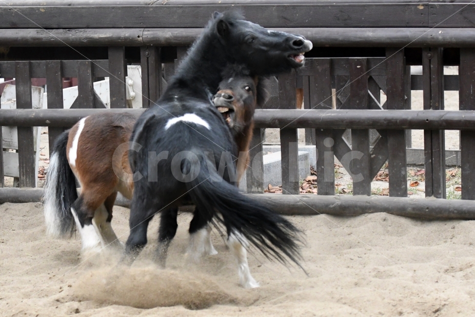 동물,말,장난,망아지,순간포착,동물,animal,포유류,mammal