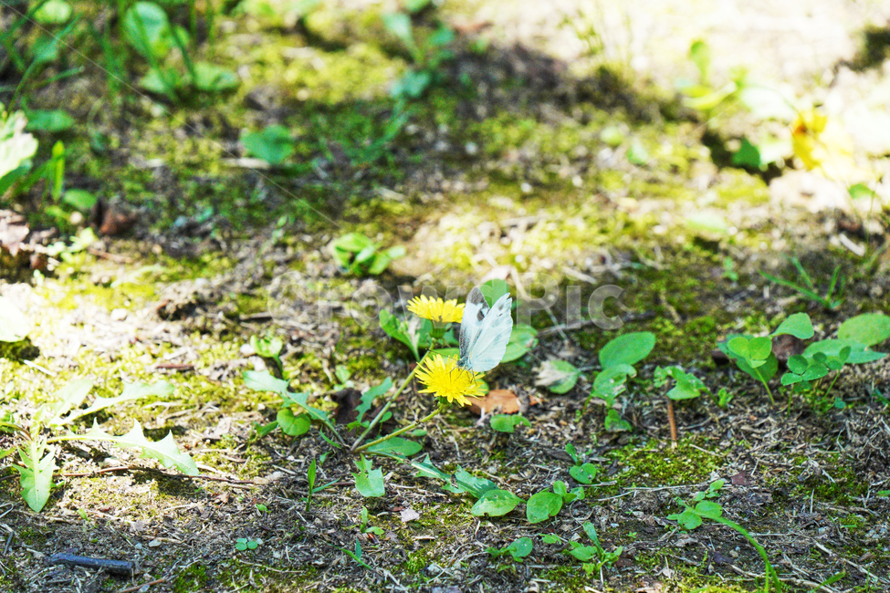땅,나비,풀,꽃,자연,식물,자연,plants,nature,꽃,flower,동물,animal,곤충,벌레,insect,bug