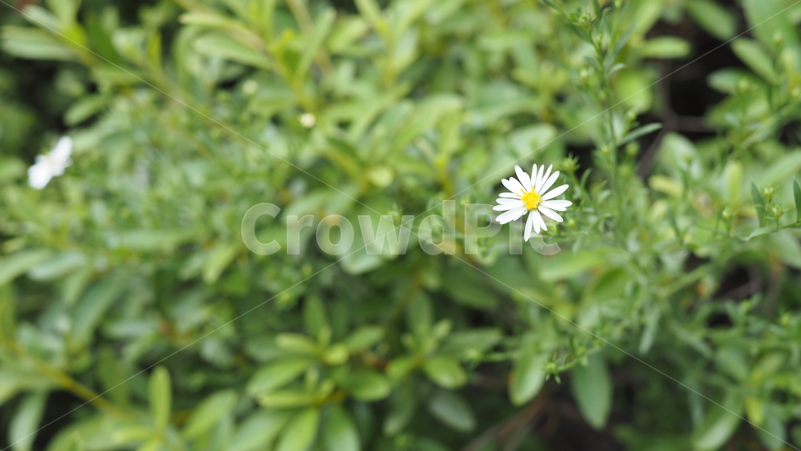 야생화,꽃,야생식물,wildflower,flower