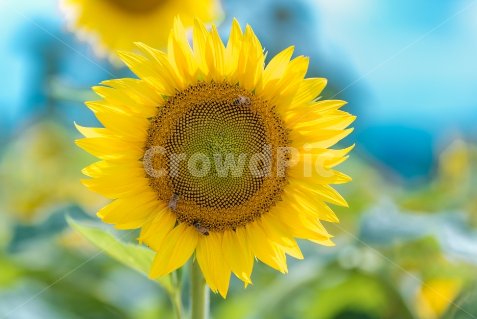 해바라기,꽃,sunflower,flower,함안해바라기축제,식물,자연,plants,nature,꽃,flower