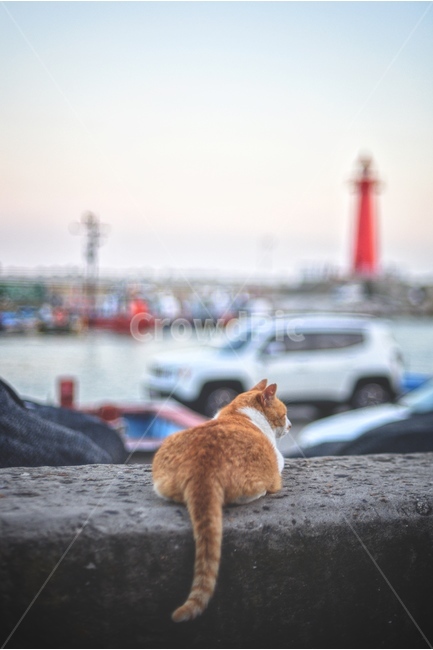 동물,고양이,바다,등대,여유,동물,animal,포유류,mammal,고양이,cat,kitten,kitty