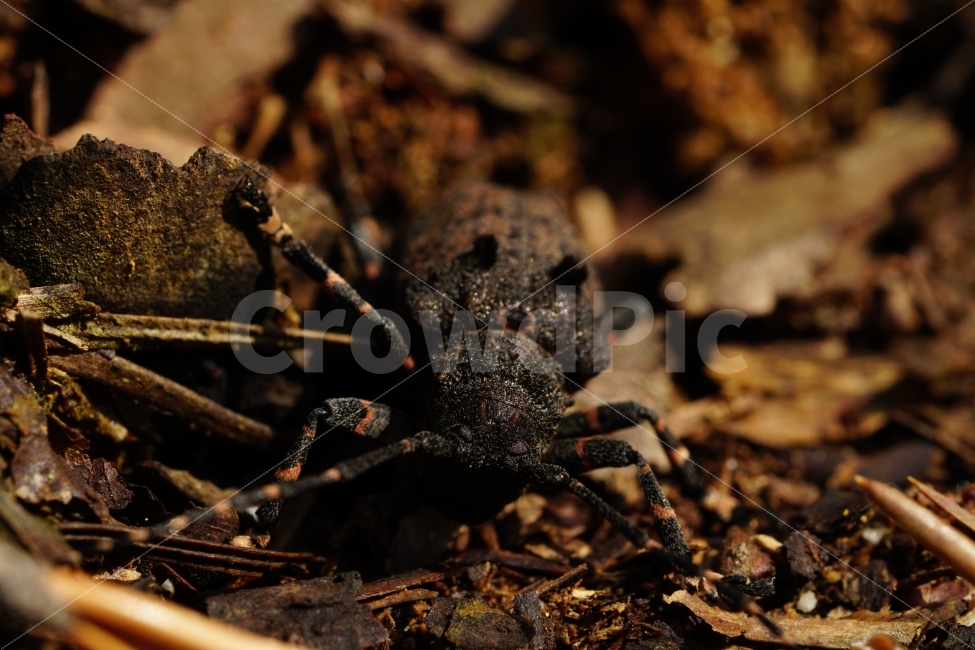 털두꺼비하늘소,곤충,자연,산,나무,식물,낙엽,이파리,벌레,insect,nature,동물,animal,macro,접사,closeup,클로즈업,산속,숲속,산림,삼림,환경,plants,생명,풍경,landscape,snap,스냅,나뭇가지,동물,animal,곤충,벌레,insect,bug