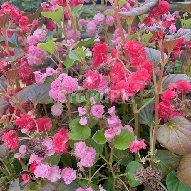 꽃,blossom,flower,geranium,제라늄,plant,식물,식물,자연,plants,nature,꽃,flower