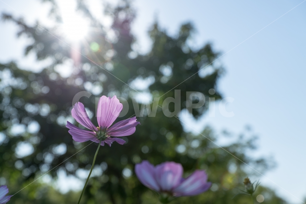 꽃,빛,가을,코스모스,역광,가을,계절,fall,autumn,season,식물,자연,plants,nature,꽃,flower,감성,sensible,feeling,geranium,제라늄,blossom,plant