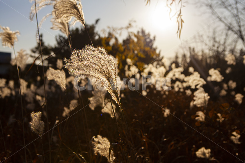 grass,plant,lawn,잔디,갈대,reed,노을