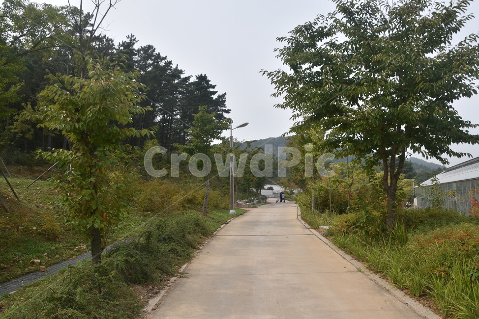 road,도로,수목원,바다향기수목원,포장도로,자연,풍경,nature,landscape,asphalt,아스팔트