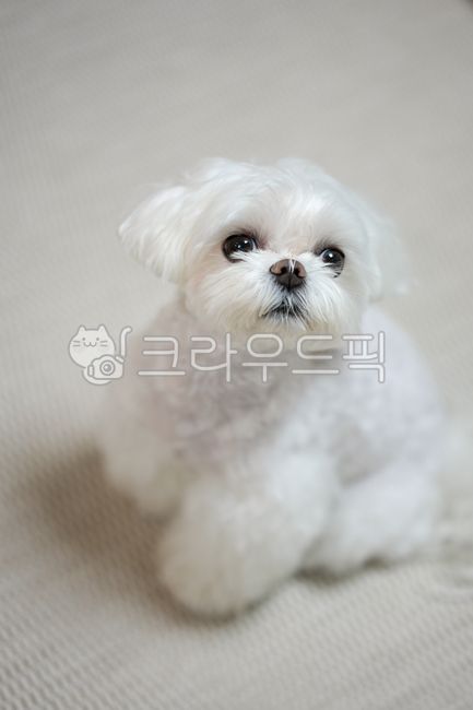 Pets,puppy,Maltese,animal,dog,maltese,pet