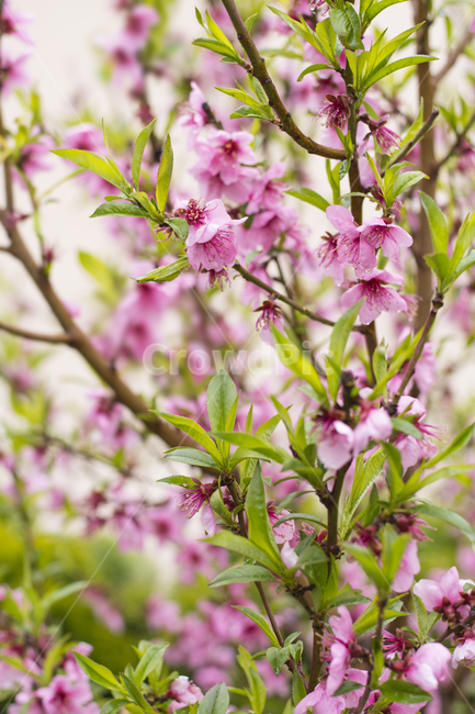 plant,식물,flower,꽃,blossom,벚꽃,매화,분홍색,봄,활짝핀,개화,풍성한,식물,자연,plants,nature,꽃,flower