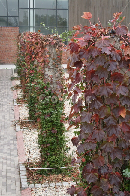 기둥,넝쿨,가을,단풍,식물,plant,가을,계절,fall,autumn,season,자연,풍경,nature,landscape