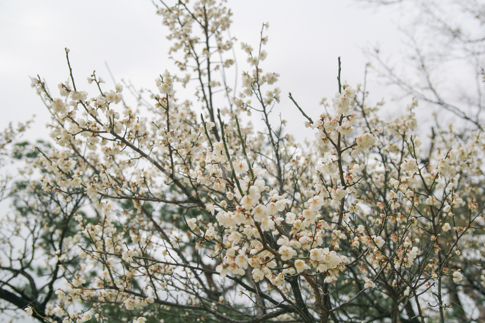 매화꽃,매화나무,매화,봄,꽃,풍경,자연,봄,계절,spring,season,식물,자연,plants,nature,꽃,flower,plant