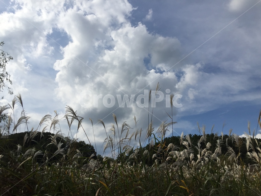 자연,하늘,억새,nature,silvergrass,가을,계절,fall,autumn,season,자연,풍경,nature,landscape,grass,잔디,plant,식물,weather,날씨,outdoors,옥외,cloud,구름,sky,cumulus,적운