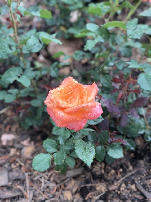장미,꽃,장미꽃,식물,아웃포커싱,풍경,풍경사진,봄,계절,spring,season,식물,자연,plants,nature,꽃,flower,blossom,rose,plant