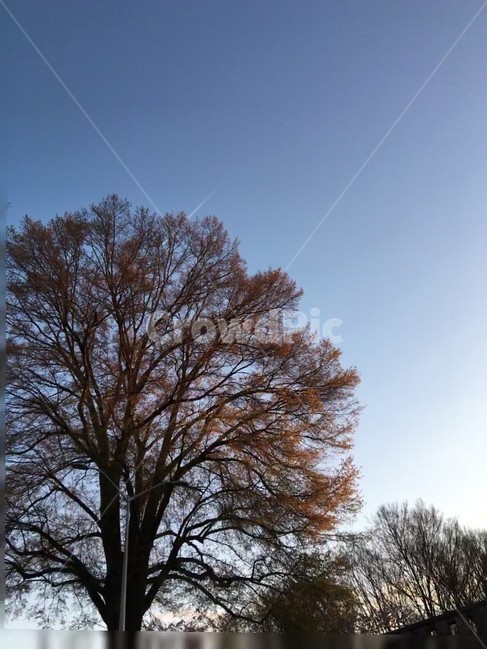 가을나무,하늘,숲,fall,trees,sky,forest