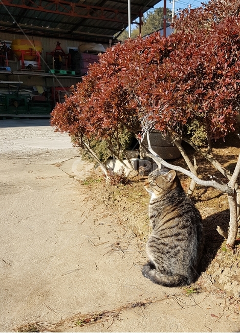 고양이,켓,시골,동물,마당,컨츄리,해,햇빛,앉아있는,줄무늬,배경,바탕