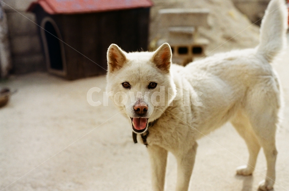 dog,pet,개,강아지,필름카메라,동물,필름,동물,animal,포유류,mammal,개,강아지,dog,doggy