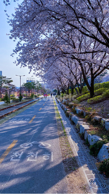 벚꽃,벚꽃나무,봄,봄꽃,나무,공원,길,길거리,봄거리,plant,tree,blossom,꽃,cherryblossom