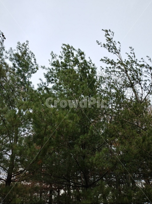 나무,바람,소나무,봄,자연,자연,풍경,nature,landscape,tree,plant,식물