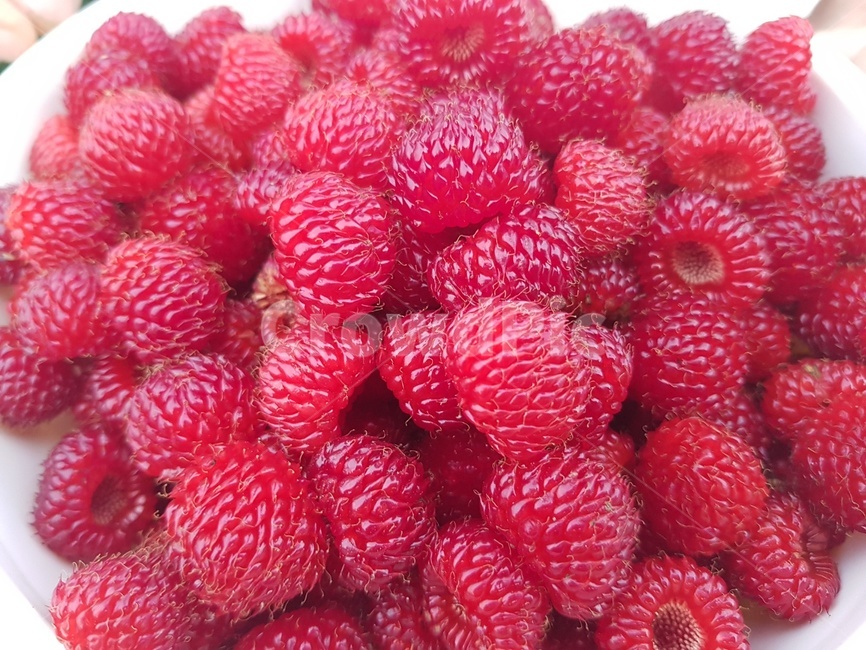 산딸기,과일,음식,식물,plant,food,자연,음식,식재료,요리,food,cook,meal,dishes,food reserves,과일,열매,fruit