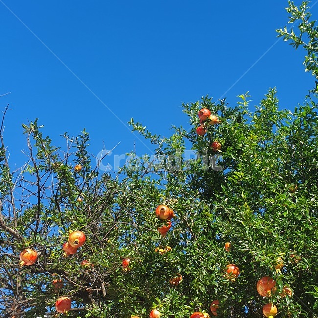 석류,석류나무,plant,식물,과일,fruit,여름
