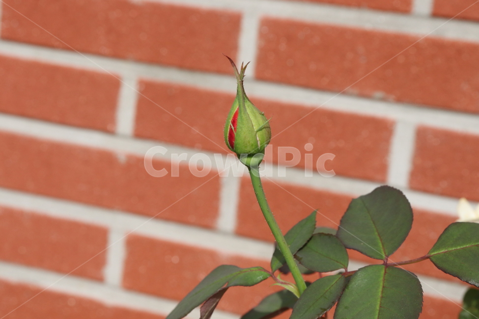 plant,식물,blossom,flower,새싹,sprout,싹,bud,꽃,꽃봉오리,피기직전