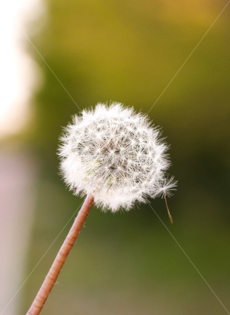 봄,꽃,민들레,flower,blossom,plant,식물,식물,자연,plants,nature