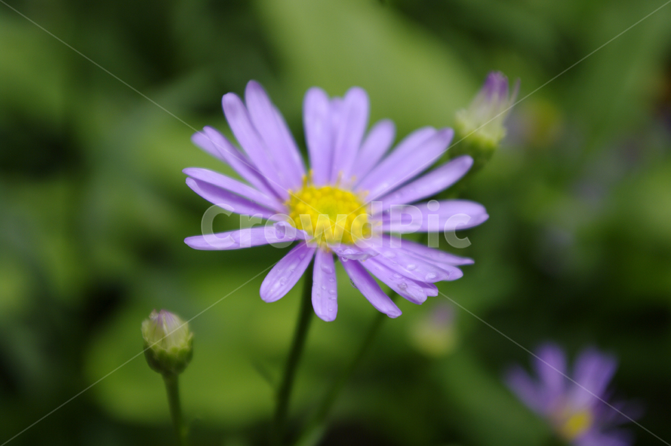 벌개미취,식물,plant,자연,nature,꽃,flower,식물,자연,plants,nature,꽃,flower