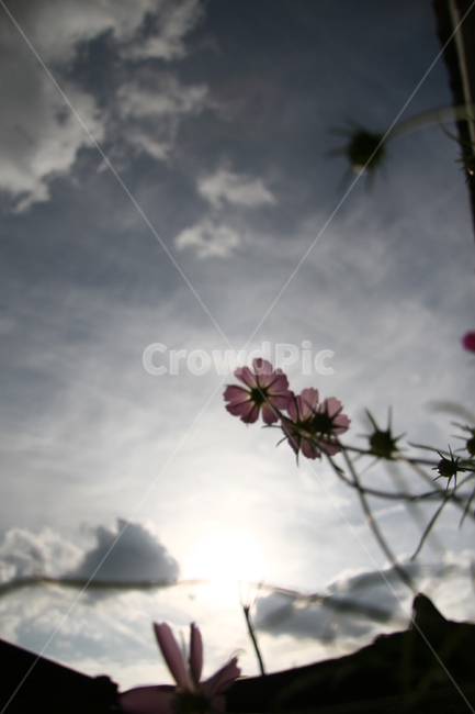 코스모스,꽃,하늘,가을,구름,역광,식물,자연,plants,nature,꽃,flower