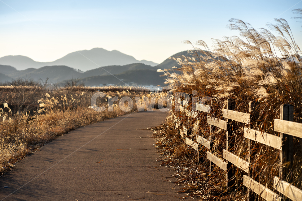 창원,주남저수지,갈대,겨울,저수지,가을,계절,fall,autumn,season,자연,풍경,nature,landscape