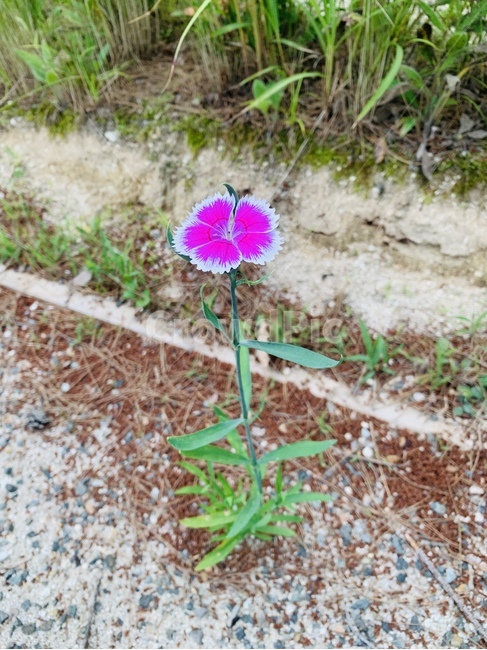 공원들꽃,산책길,꽃동산,들꽃,예쁜꽃