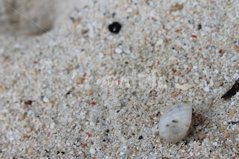 인도네시아,길리,소라게,indonesia,gili,hermitcrab,beach,해변,백사장,sandybeach,게,crab