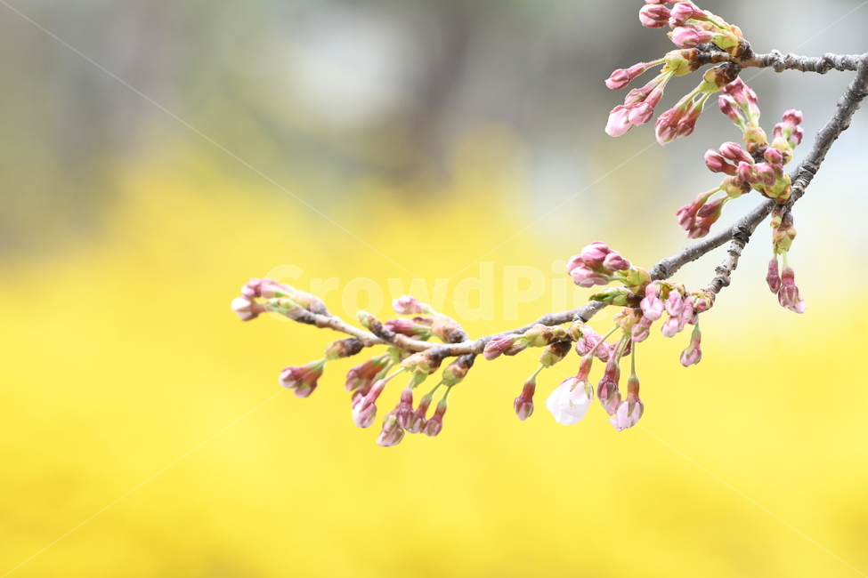 벗꽃,꽃망울,진달래,노랑,봄,플라워,flower