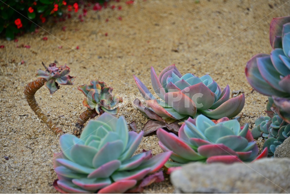 plant,식물,cactus,선인장,다육,다육식물,관상식물,관상다육,다육이,식물,자연,plants,nature