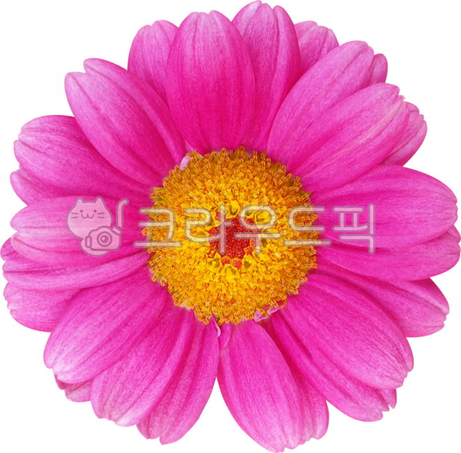 flower,분홍,데이지,국화,목마가렛,marguerite,frutescens,margueritedaisy,parisdaisy,argyranthemumfrutescens,chrysanthemumfrutescens,블로섬,봄,개화,꽃,식물,보라색,꽃잎,네이처,여름,yellow,dahlia,들꽃