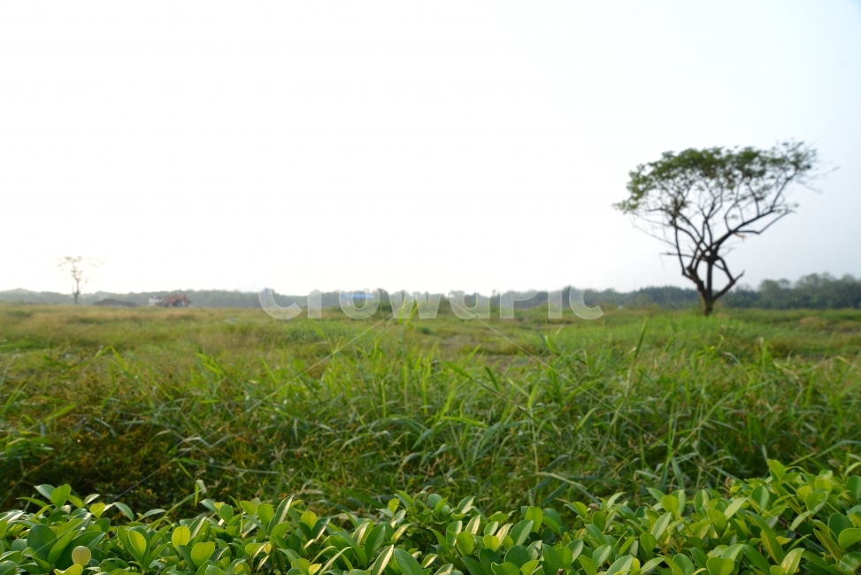감성사진,자연,나무,풍경,자연풍경,자연,풍경,nature,landscape,식물,plants,나무,trees,wood,field,들,outdoors,옥외,grassland,목초지