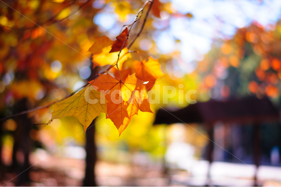 가을,단풍,낙엽,레드,붉은,빨강,나뭇잎,가을,계절,fall,autumn,season,식물,자연,plants,nature,leaf,잎,plant,tree,나무
