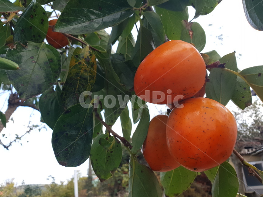 감,대봉,식물,가을,과수,과일,열매,fruit