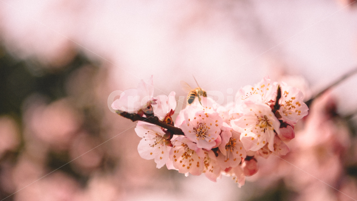 꽃,식물,자연,곤충,봄,벚꽃,꿀벌,벌,개화,spring,blossom,cherryblossom,bloom,honeybee,flower,nature,plant,봄,계절,spring,season,식물,자연,plants,nature,꽃,flower,감성,sensible,feeling