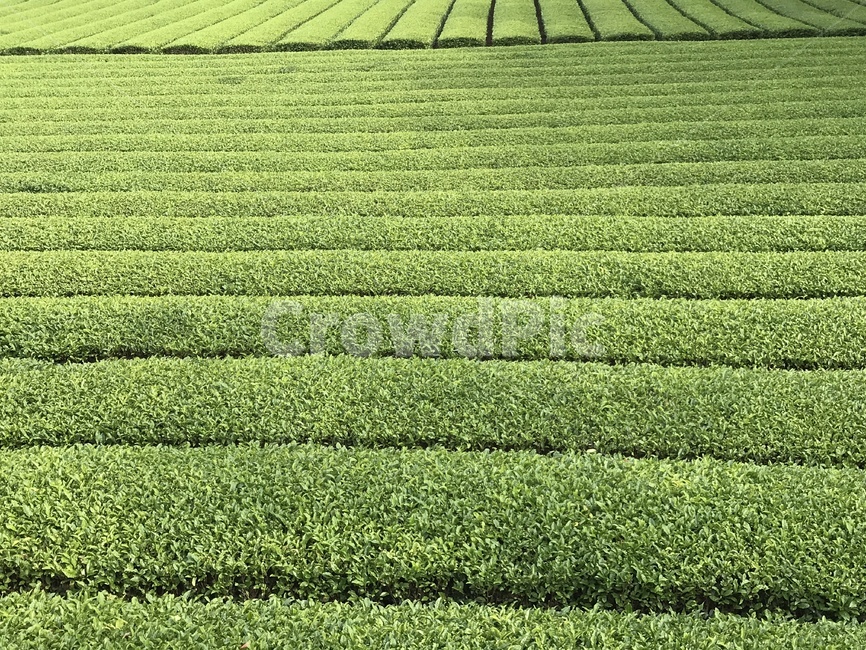 녹차밭,제주녹차,다원,녹차,밭,재배,농작물,식물,greentea,자연,풍경,nature,landscape