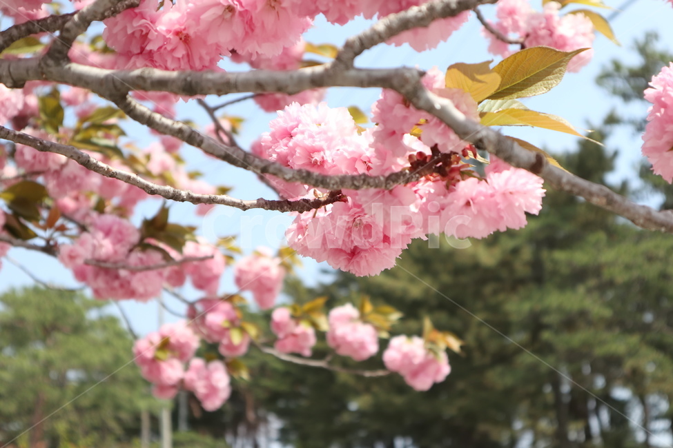 벚꽃,봄,겹벚꽃,꽃,핑크,봄,계절,spring,season,식물,자연,plants,nature,꽃,flower,plant,blossom