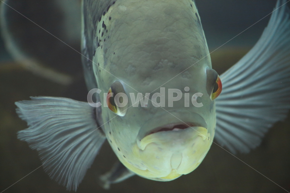 물고기,담수어,열대어,동물,fish,tropicalfish,자이언트구라미,GiantGourami,동물,animal,어류,물고기,fish