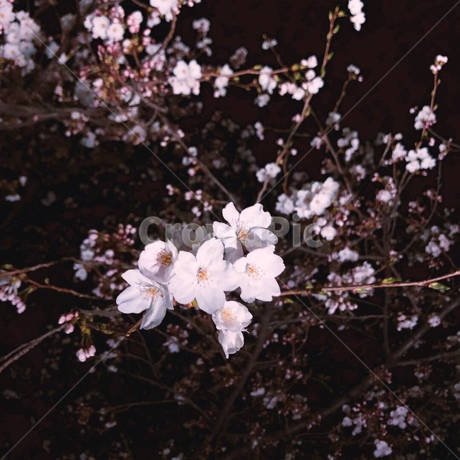 벚꽃,봄,꽃,밤,나무,꽃나무,벚꽃나무,봄,계절,spring,season,식물,자연,plants,nature,꽃,flower,plant,blossom,cherry blossom